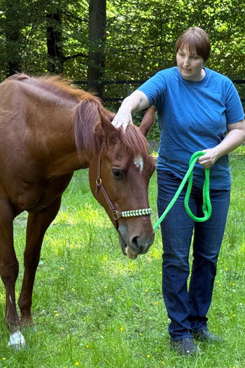 Ines Sander behandelt braunes Pferd