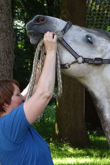 Ines Sander behandelt helles Pferd