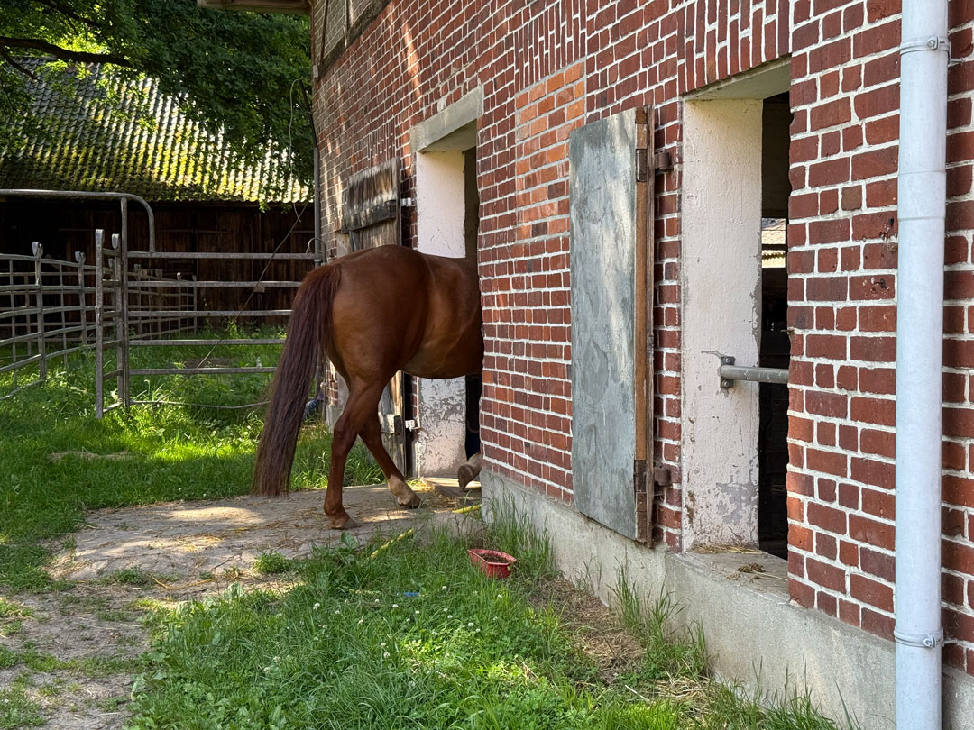 Pferd geht in Stall, es ist nur noch der hintere Teil zu sehen