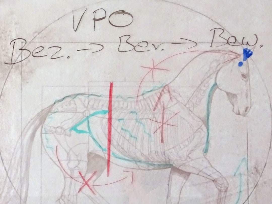 Zeichnung Pferd der Visionären PferdeOsteopathie (c)