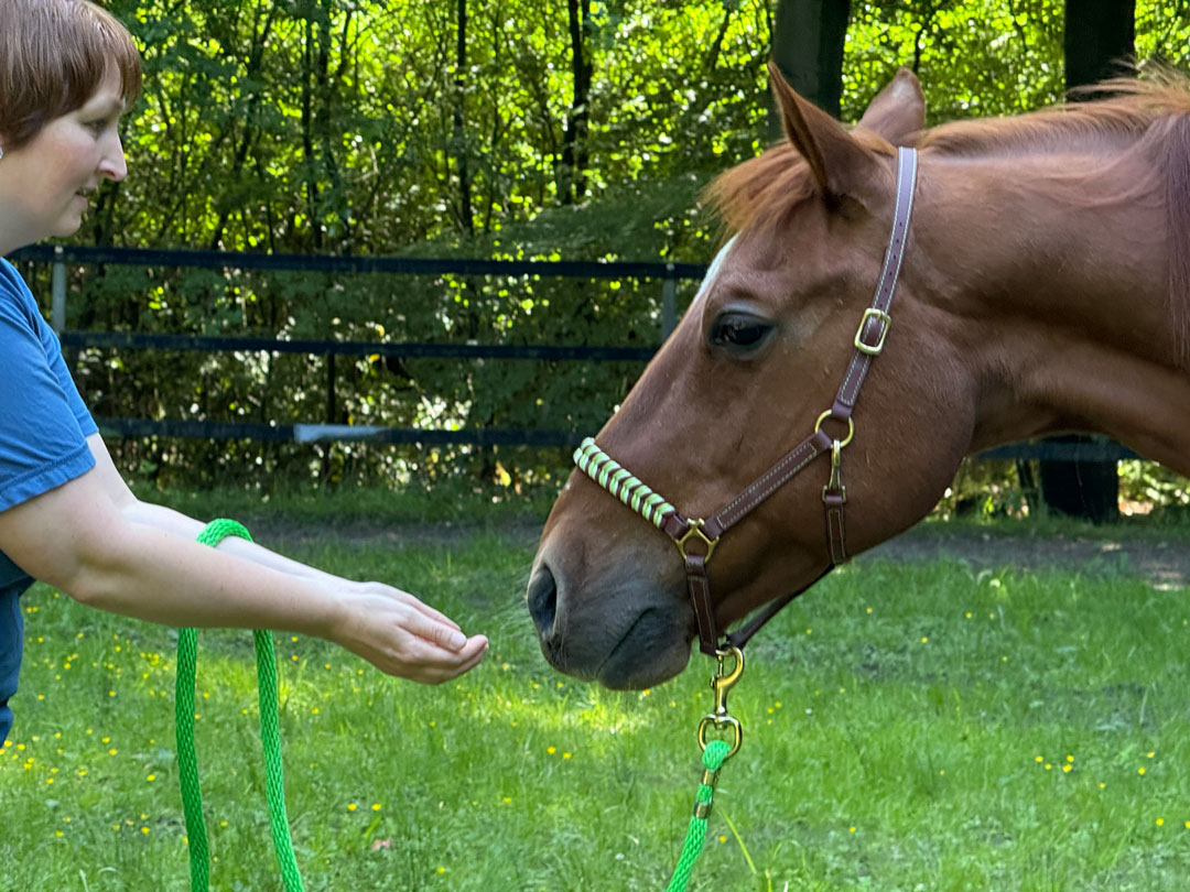 Ines Sander hält Pferd beide Hände zur Kontaktaufnahme entgegen